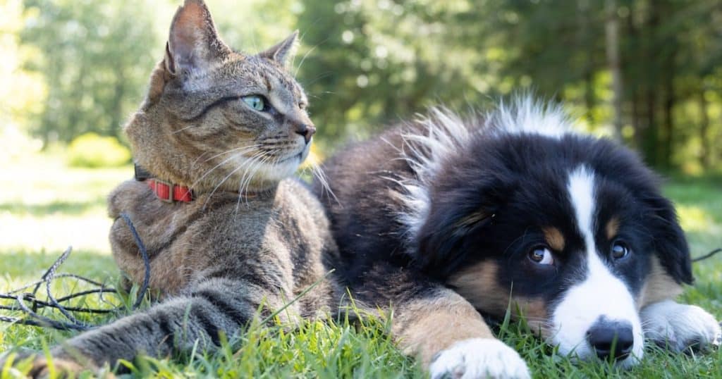Read more about the article Shade for Pets: Creating a Comfortable Haven for Furry Friends